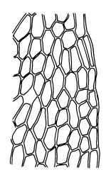 Tayloria octoblepharum, upper laminal cells at margin. Drawn from A.J. Fife 8234, CHR 439180.
 Image: R.C. Wagstaff © Landcare Research 2015 
